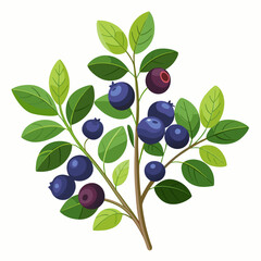 Branch of a Blueberry Bush with Green Leaves and Ripe Blueberries