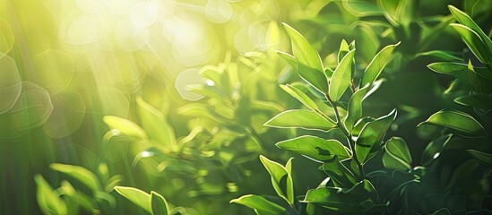 Nature-themed abstract background with soft light, perfect for copy space image.