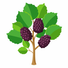 Obraz premium Mulberry Tree with Three Clusters of Ripe Berries