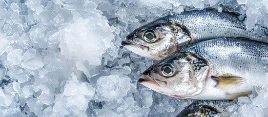 Various fresh fish, such as Asian seabass, kept on ice with copy space image, are available at fish markets or supermarkets; their scientific name is Lates calcarifer.