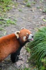 Obraz premium a red panda is panting from the heat