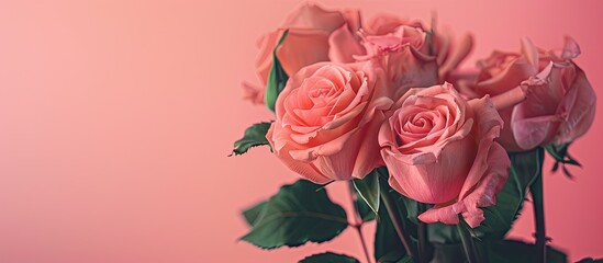 Valentine's Day-themed pink roses photographed from a close distance against a pink background with ample copy space image.
