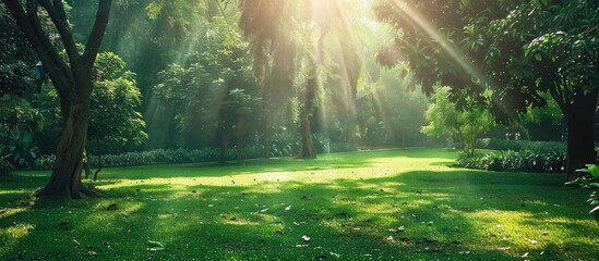 Sunlight filters through the lush greenery in a public park, creating a peaceful atmosphere with copy space image.