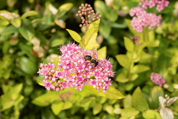 Spiraea branch, blooming Japanese spirea pink flower with bee in the spring garden