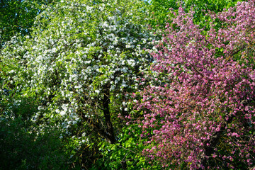 Spring, May, sunlight, blooming garden, apple tree, cherry tree, chkreshnya. Contrast of white and pink. Petals and leaves. Spring mood. Decoration