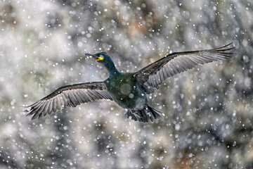 European shag in heavy snow storm