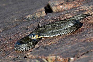 Grass snake basking in the rock crevise