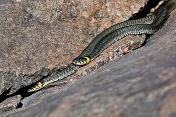 Grass snakes are basking in the rock crevise