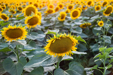 Fototapeta premium Beautiful sunflower field with bright flowers