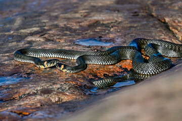 Grass snakes in the morning meetup