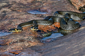 Grass snakes in the morning meetup