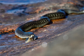 Grass snake on the shore rock
