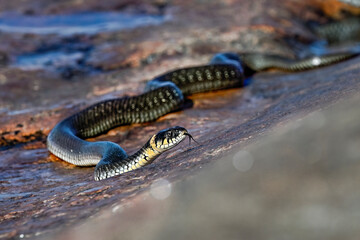 Grass snake on the shore rock