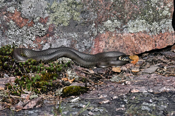 Grass snake basking in the rock crevise