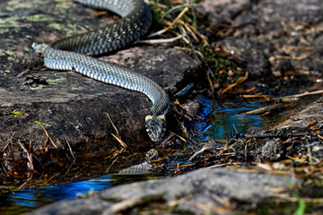 Grass snake drinking water