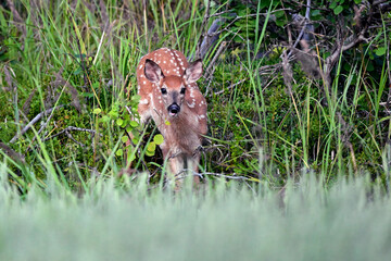 Young and beautiful. White-tailed deer fawn in the forest.