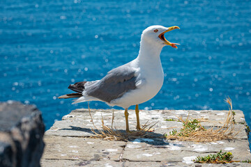 Gull with beak wide open with blue sea in the background
