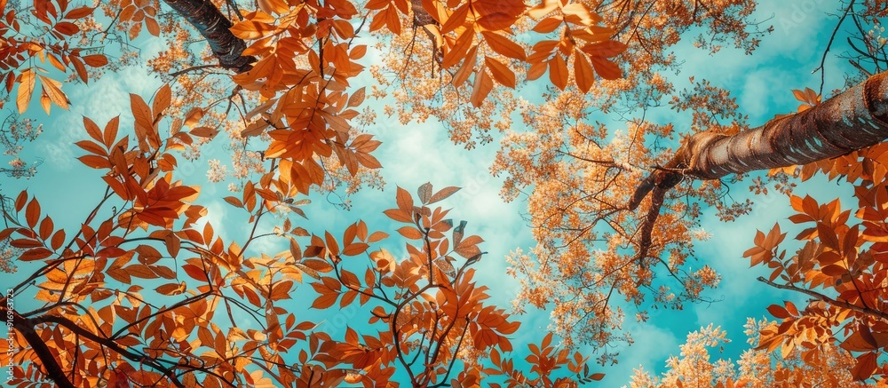 Poster A natural frame composed of branches with autumn colored leaves Trees displaying autumn hues against a blue sky backdrop. with copy space image. Place for adding text or design