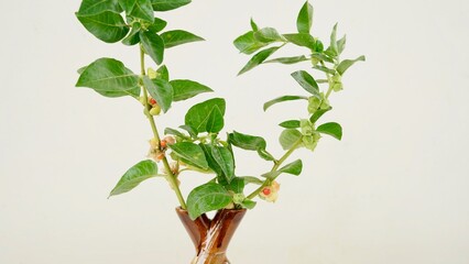 Withania somnifera or Ashwagandha in a ceramic pot with mortar and pestle isolate on light cream background.
