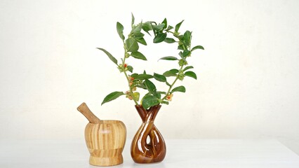 Withania somnifera or Ashwagandha in a ceramic pot with mortar and pestle isolate on light cream background.