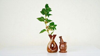 Withania somnifera or Ashwagandha in a ceramic pot with mortar and pestle isolate on light cream background.