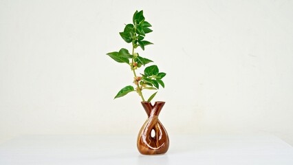 Withania somnifera or Ashwagandha in a ceramic pot with mortar and pestle isolate on light cream background.
