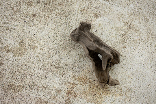 old dry driftwood on a bround background.