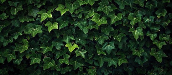 Ivy covered dense thickets creating a lush background for a copy space image