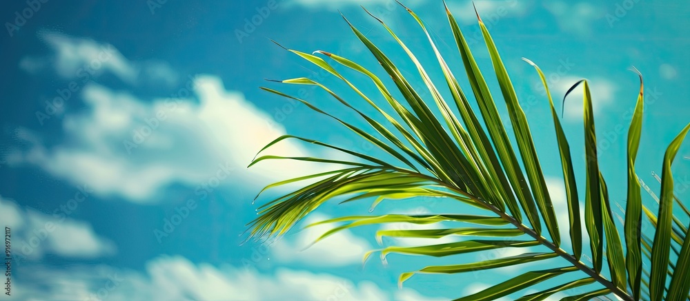 Poster palm frond displayed in front of a vibrant blue sky as a copy space image