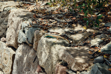 Obraz premium Podarcis milensis or milos lizard