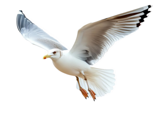 A beautiful seagull in graceful flight with open wings, isolated on white background. Perfect for nature and wildlife themes.