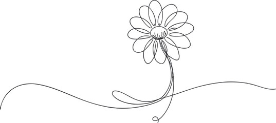continuous single line drawing of daisy flower, line art vector illustration