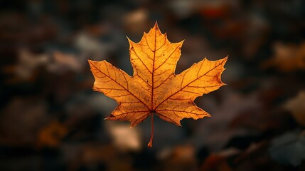Autumn maple leaf a flattened structure of a higher plant similar to a blade that attaches directly to the stem or through the stem Leaves are the main organs of photosynthesis and tra : Generative AI