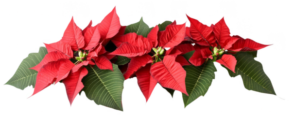 Festive red poinsettia flowers with green leaves, perfect for Christmas decoration and holiday celebrations.