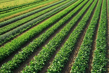 Aerial Perspective of a Lush Green Field with Rows of Different Crops