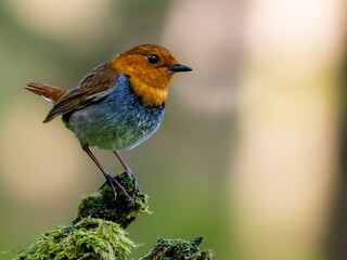 森の中で枯れ木に留まって周りを見渡しているコマドリの雄