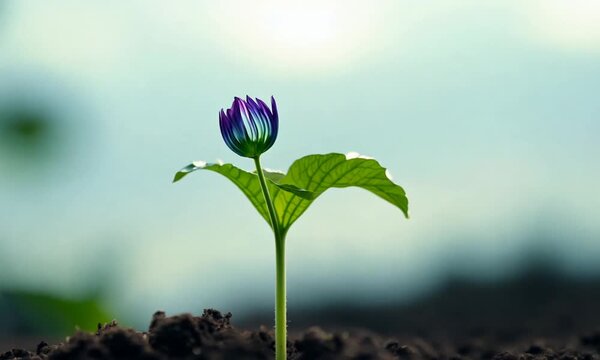 spring flower growing in a garden