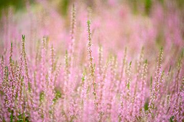 Lush bloom of delicate twigs of lilac heather in the forest. close up