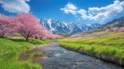 Cherry Blossoms in Full Bloom Along a River in the Mountains