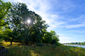 Alluvial forest and Loire river in the preserved natural site of Bonny islands