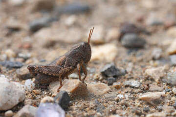 Closeup on a dark colored European common maquis grasshopper, Pezotettix giornae sitting on the ground