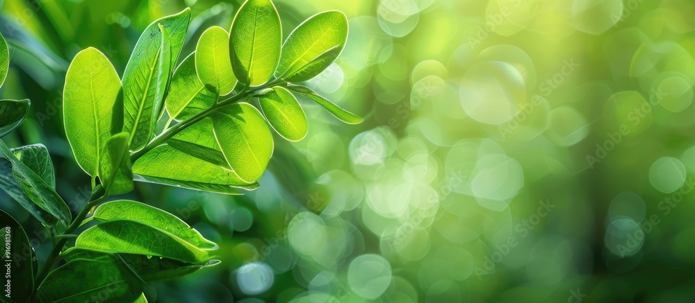 Poster zamioculcas youthful leaves set against a blurred green backdrop create a striking copy space image