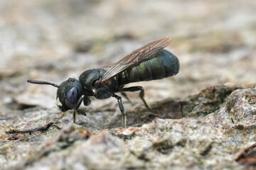 Detailed closeup on a green metallic colored Little Blue Carpenter Bee, Ceratina cyanea cleaning it's antenna