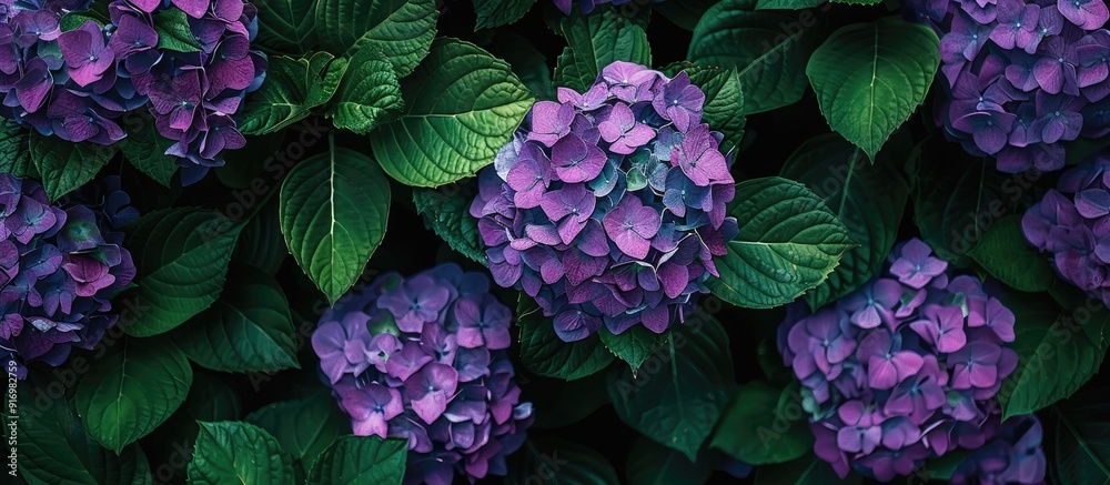 Poster lush green foliage surrounds vibrant purple hydrangeas in full bloom set against a serene backdrop w