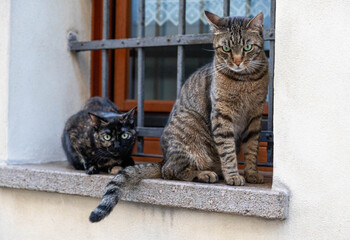 Two angry cats in Italian city