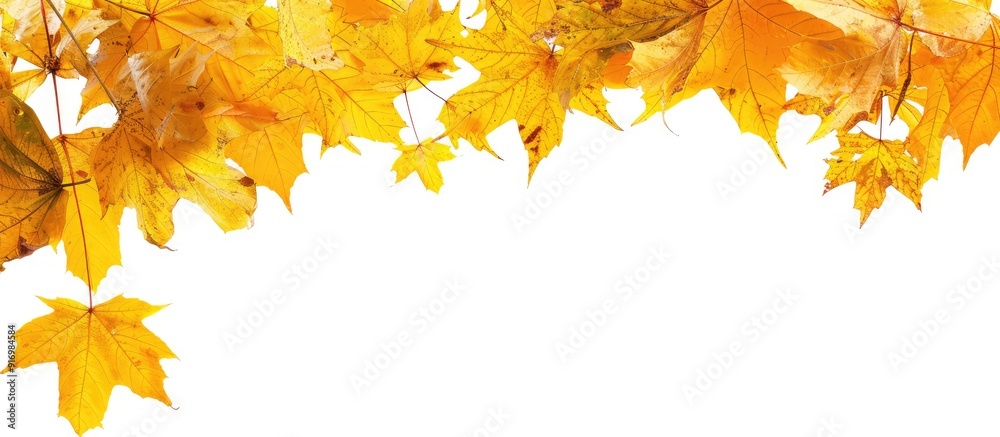 Aufkleber A fall themed border featuring yellow maple leaves against a white backdrop with an empty area for additional content known as copy space image