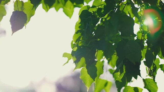 Blick durch Lindenbl&auml;tter im Abendlicht, Gegenlichtaufnahme mit Lense flares in slow motion. 
