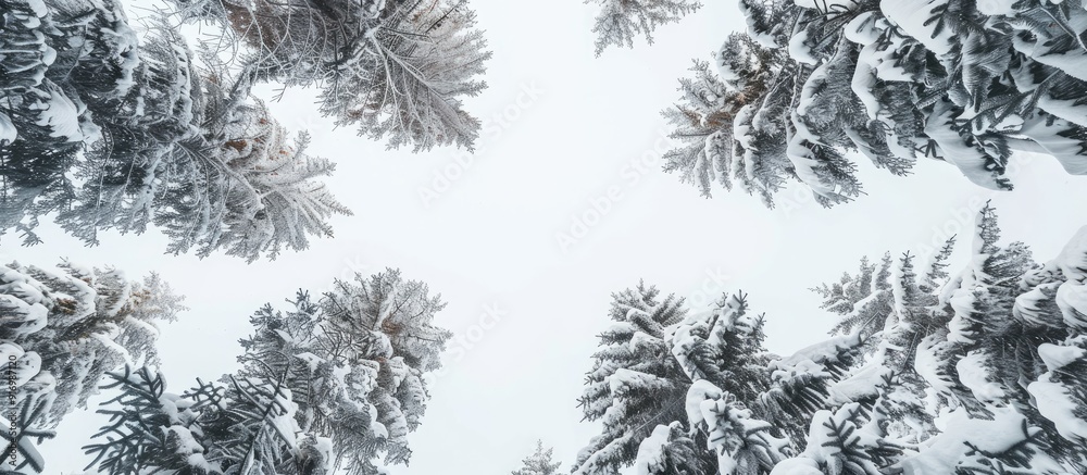 Poster Snow covered pine trees viewed from below with a clear white sky in the background providing a great copy space image