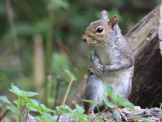 Grey Squirrel standing 