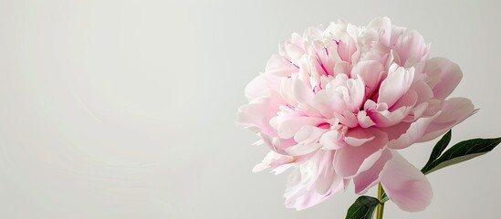 Fototapeta premium A pink peony flower is displayed against a white backdrop providing space for a greeting message This image symbolizes Mother s Day and spring. Creative banner. Copyspace image